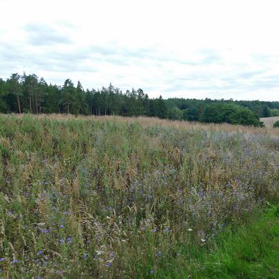 Sommerfahrt - Fahrt in´s Blaue - des BGV